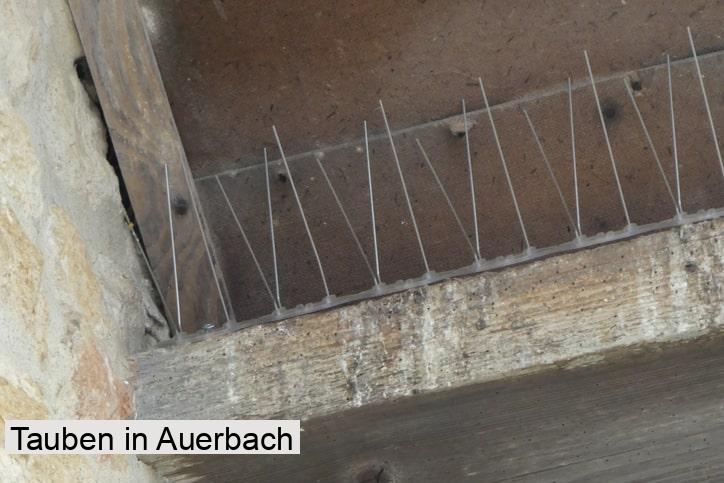 Tauben in Auerbach